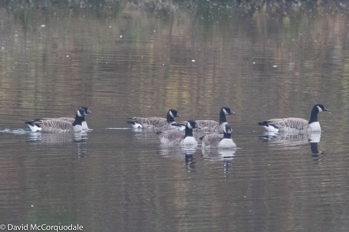 Canada Goose - ML279377331