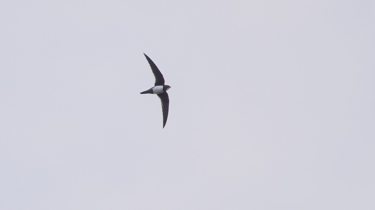 Alpine Swift - ML279379581