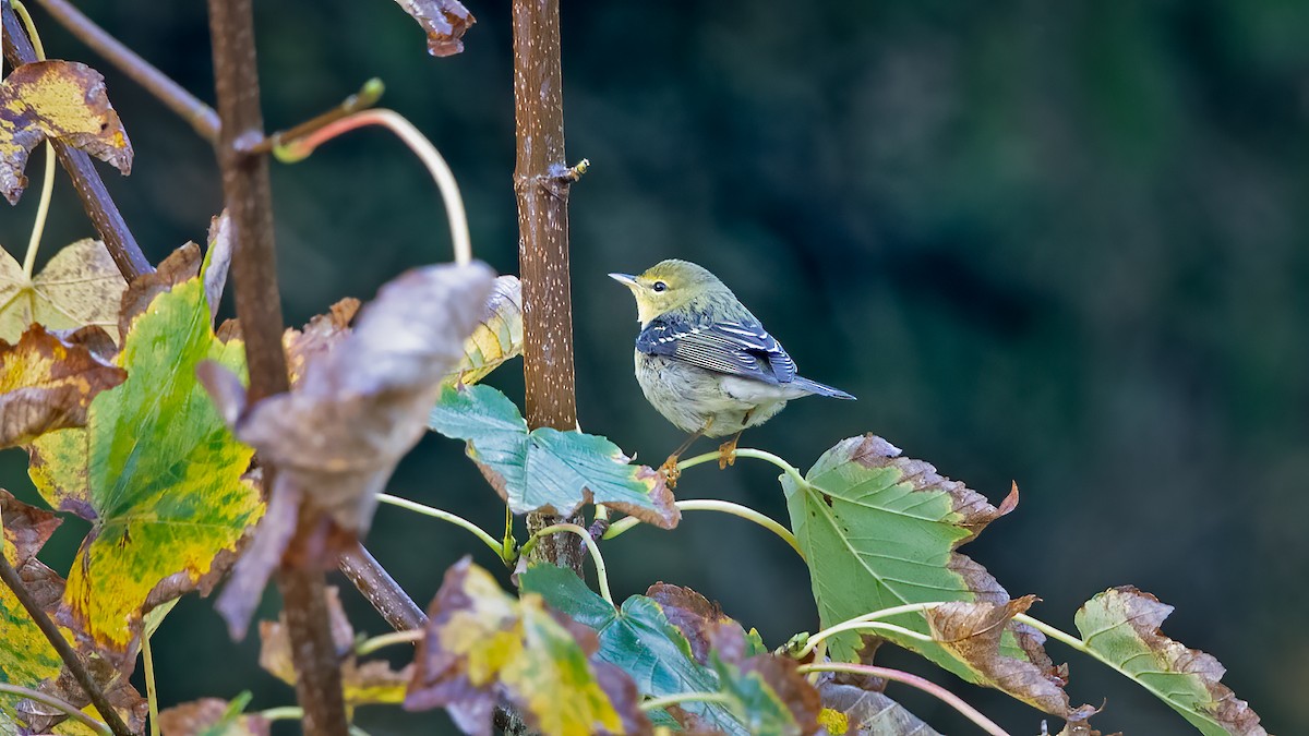 Blackpoll Warbler - ML279380571