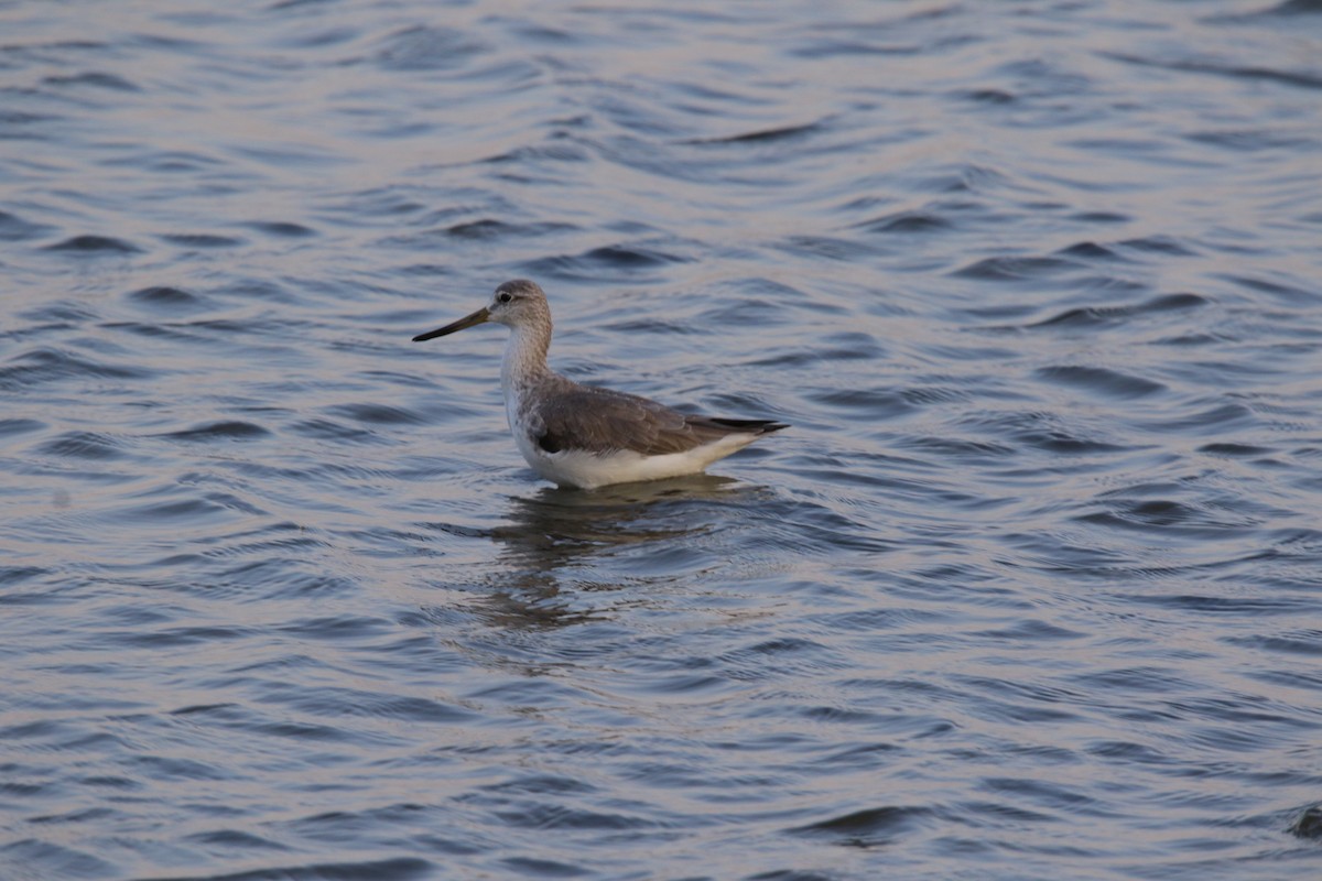 Nordmann's Greenshank - ML279383761