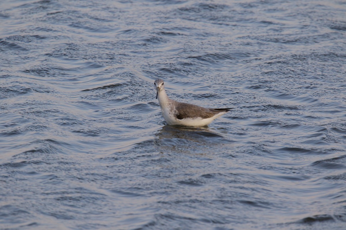 Nordmann's Greenshank - ML279383781