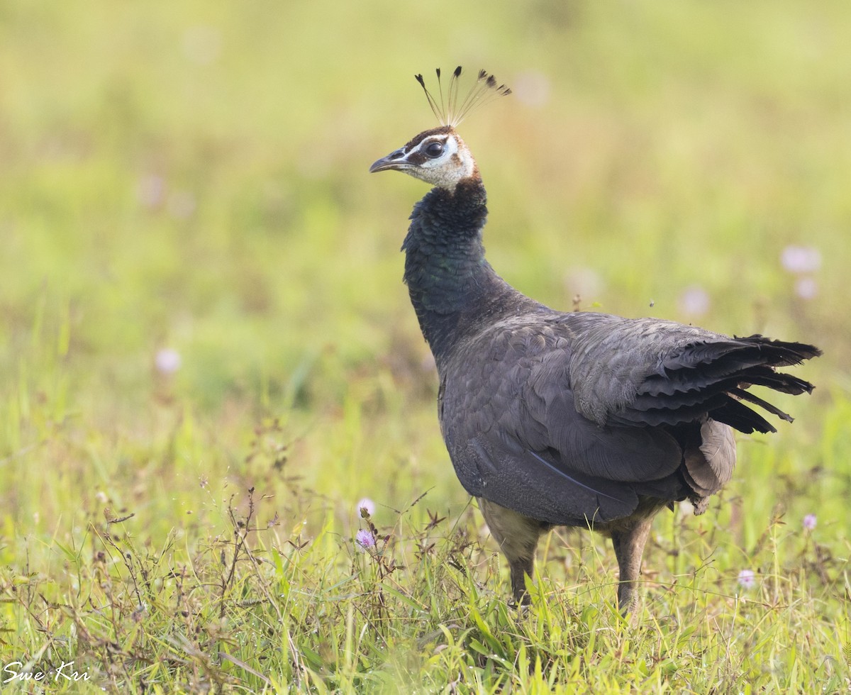 Indian Peafowl - ML279384781