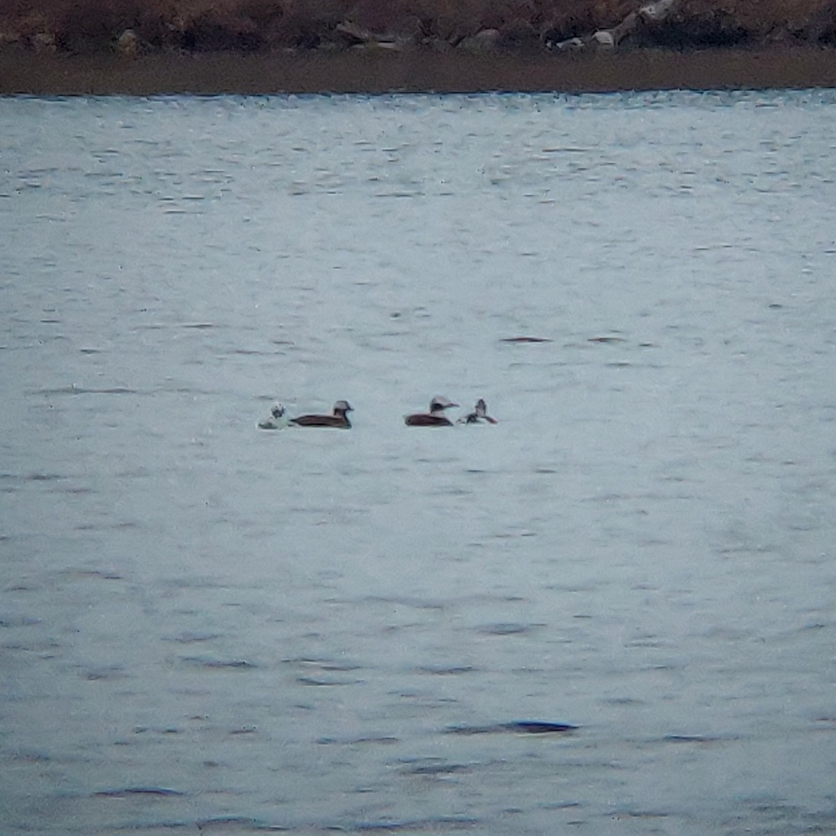 Long-tailed Duck - ML279384981