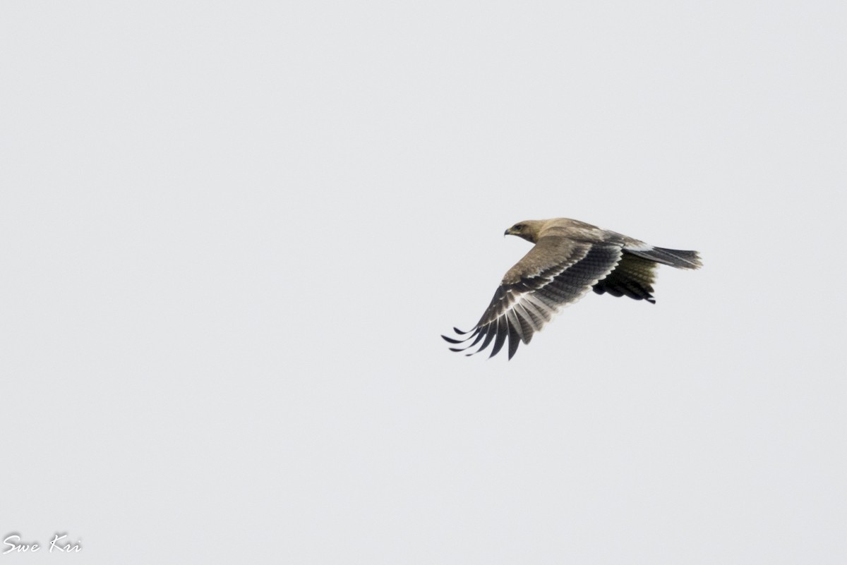Indian Spotted Eagle - ML279385301