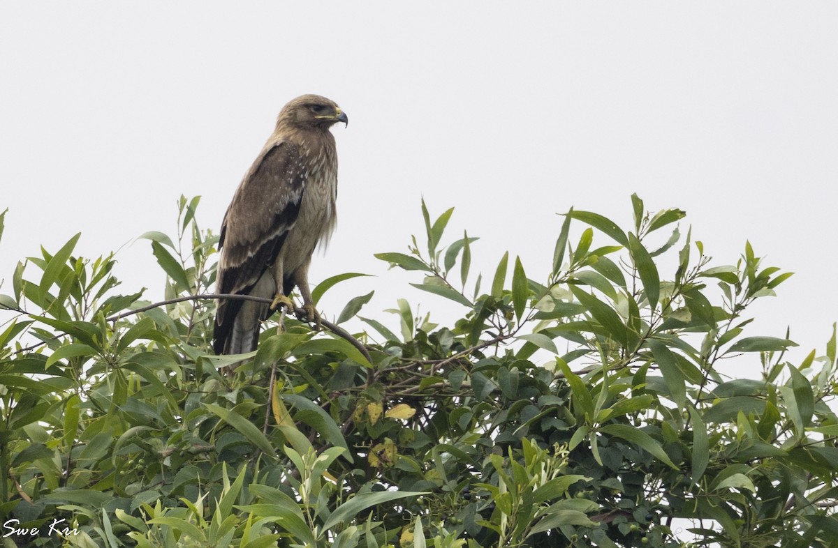 Indian Spotted Eagle - ML279385311