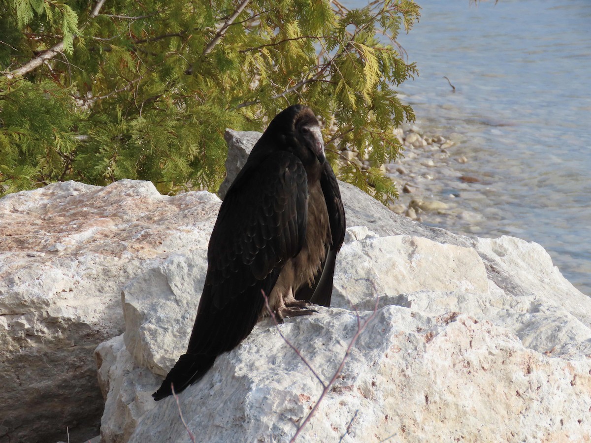 Turkey Vulture - ML279385721