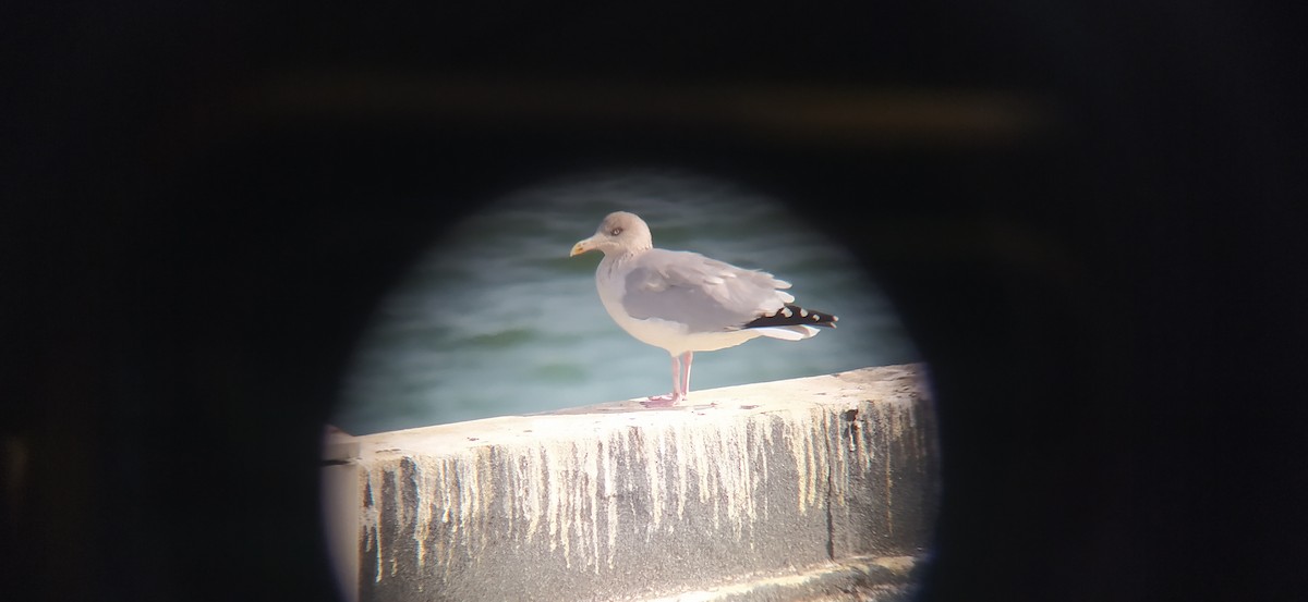 Herring Gull - ML279385881