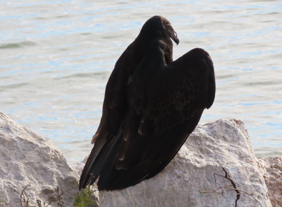 Turkey Vulture - ML279385901