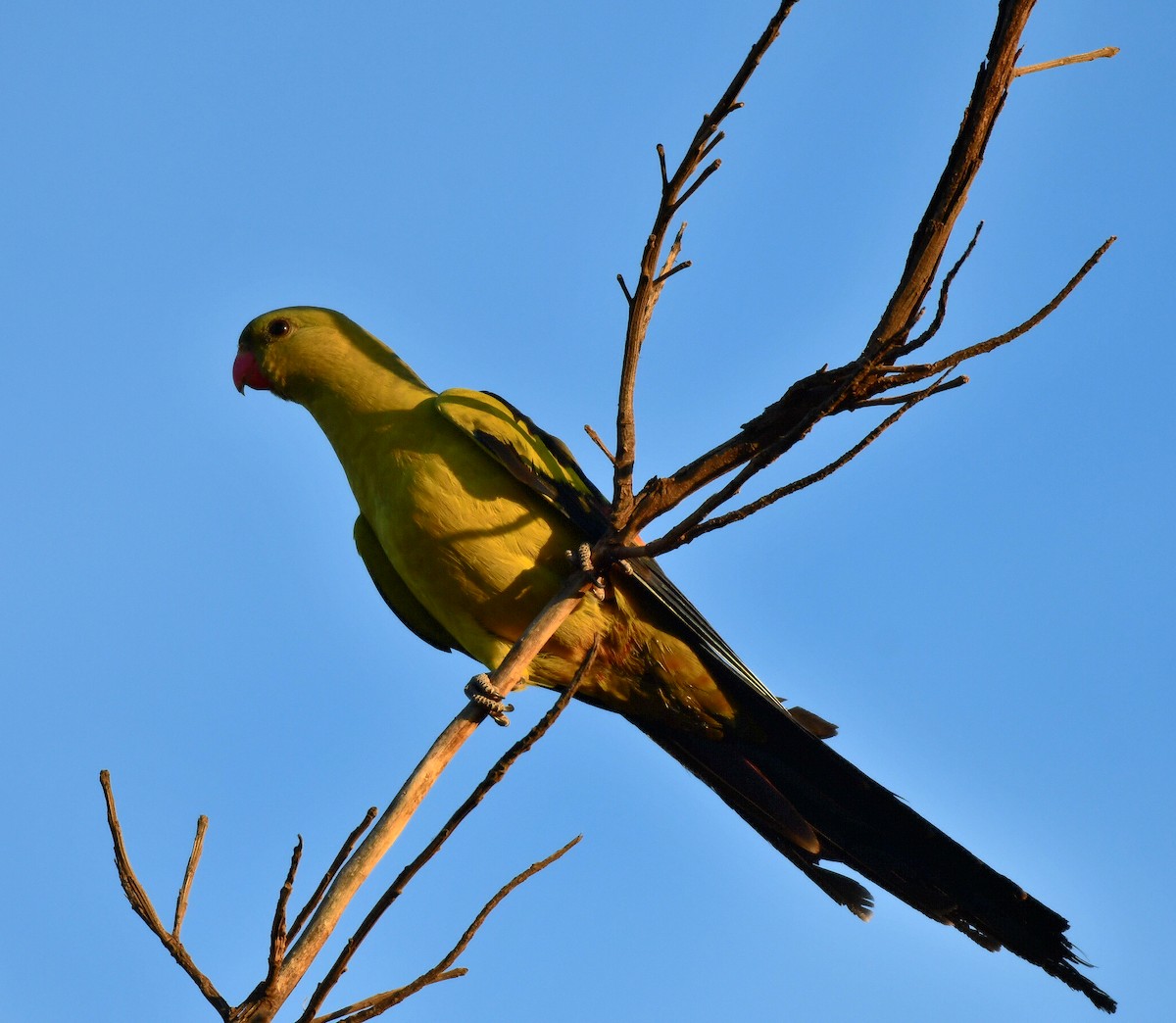 papouškovec žlutokřídlý - ML279386751