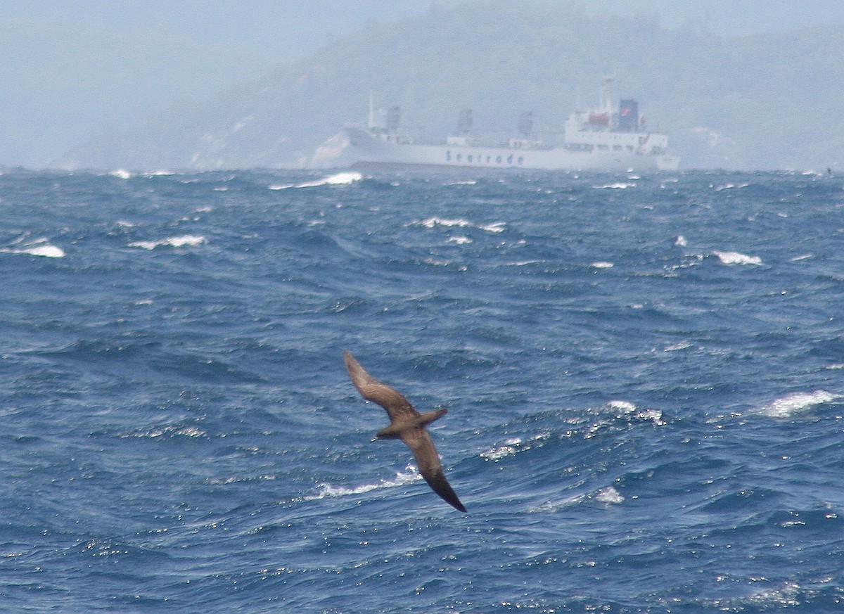 Wedge-tailed Shearwater - AMANDA HACKING