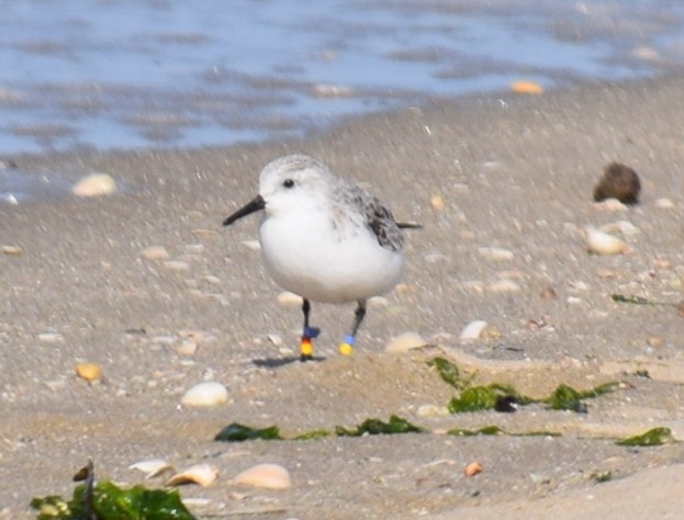 Ak Kumkuşu - ML27938741