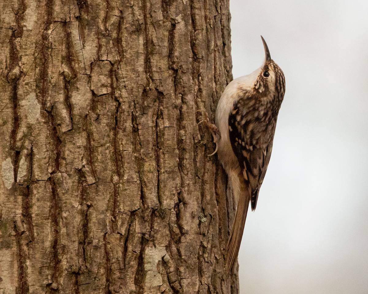 Brown Creeper - ML279388291