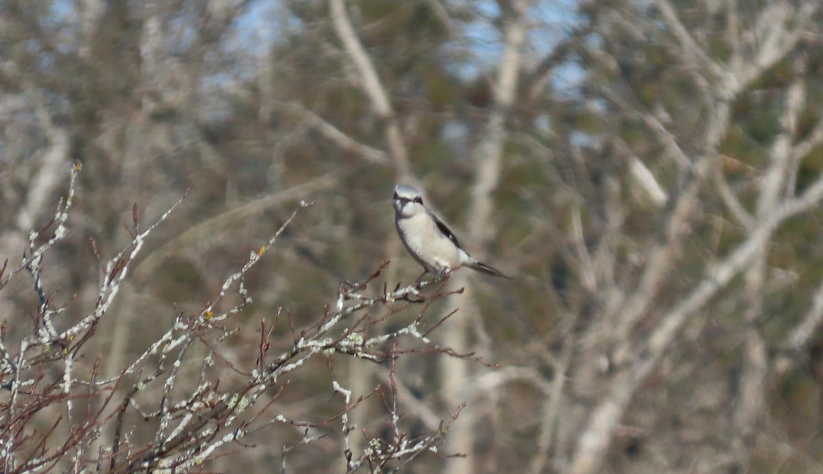 Alcaudón Boreal - ML279388321