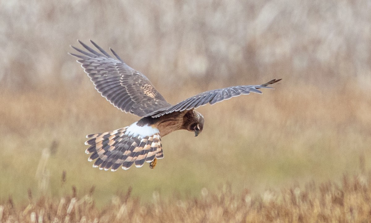 Northern Harrier - ML279388811