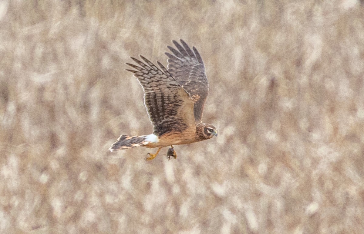Northern Harrier - ML279389331