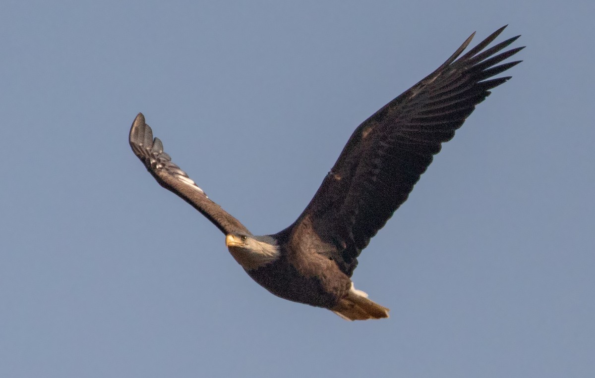 Bald Eagle - ML279390401
