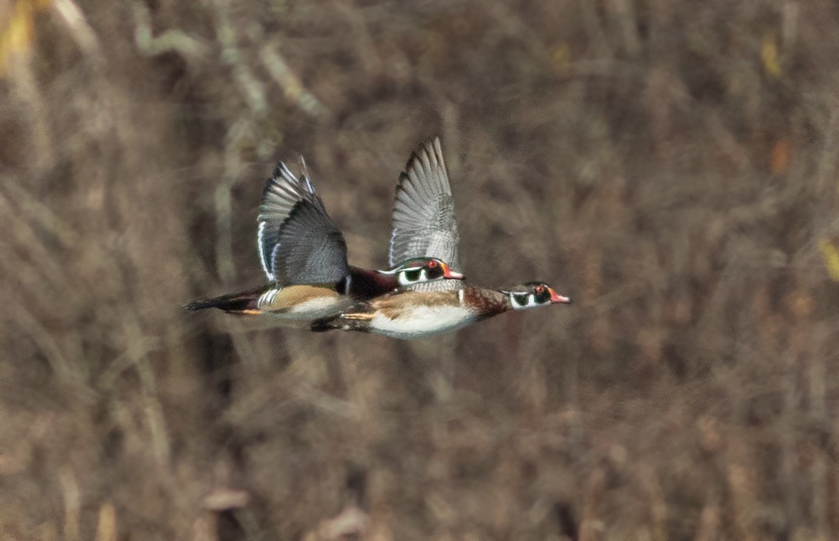 Wood Duck - ML279390991