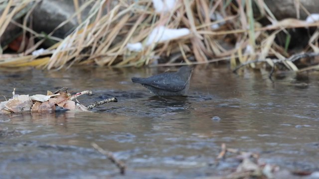 American Dipper - ML279391451