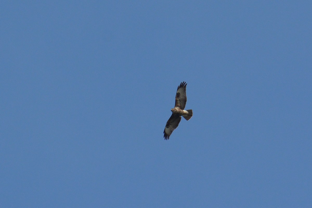 Common Buzzard - ML279391631