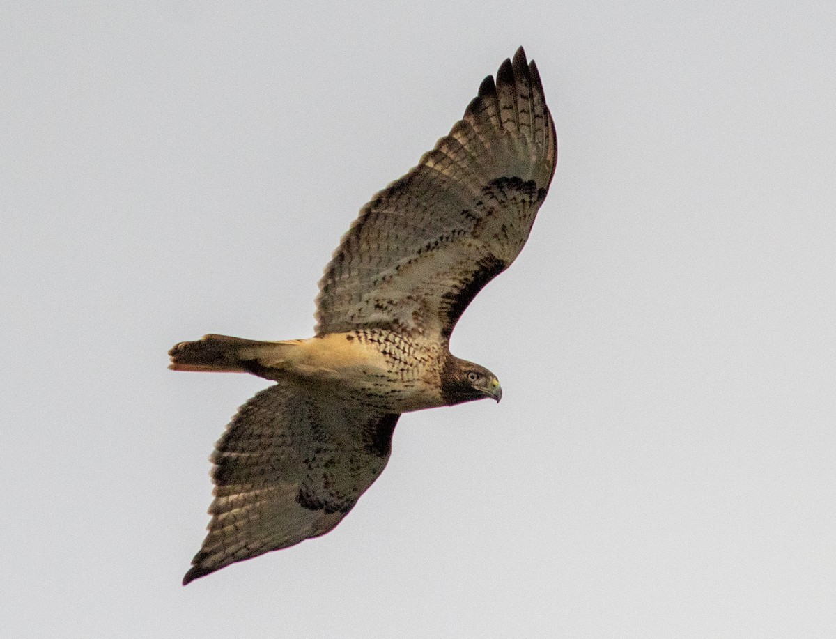 Red-tailed Hawk - ML279393921