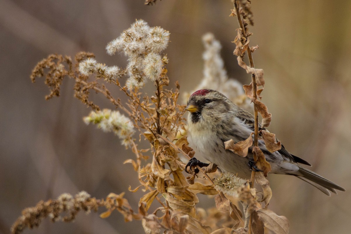 Common Redpoll - Tom Lally