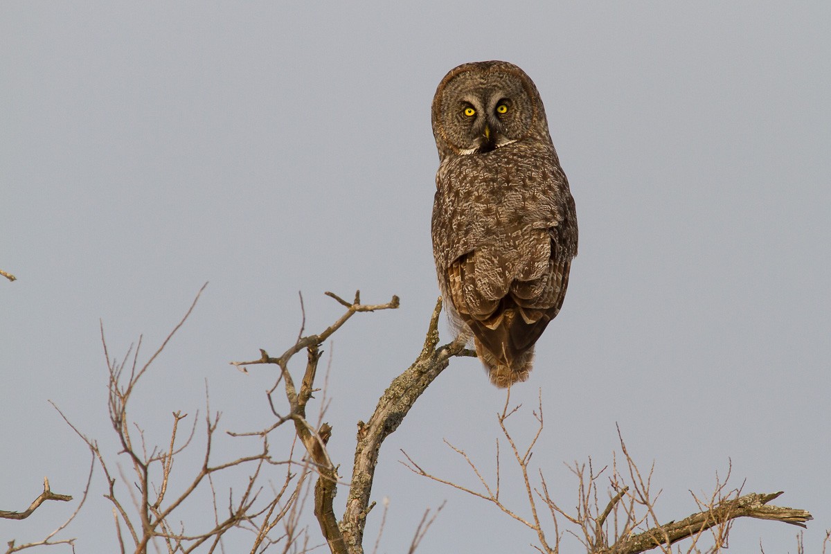 Great Gray Owl - ML279397051