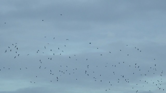 Laughing Gull - ML279398311