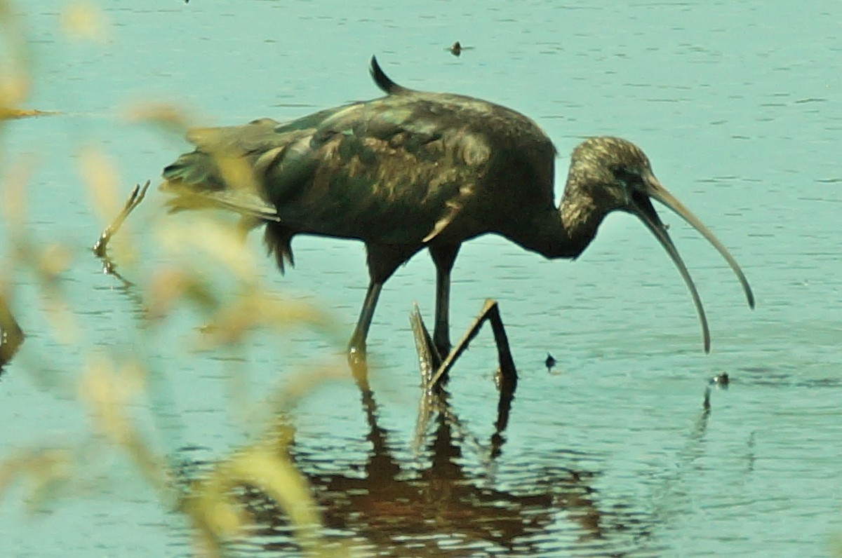ibis hnědý - ML27939881