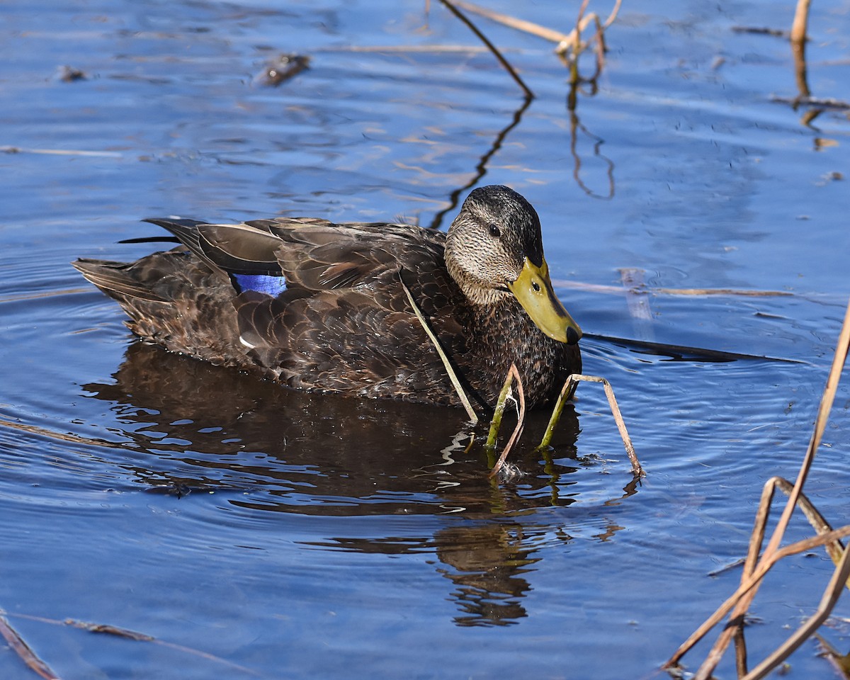 American Black Duck - Brian Hicks