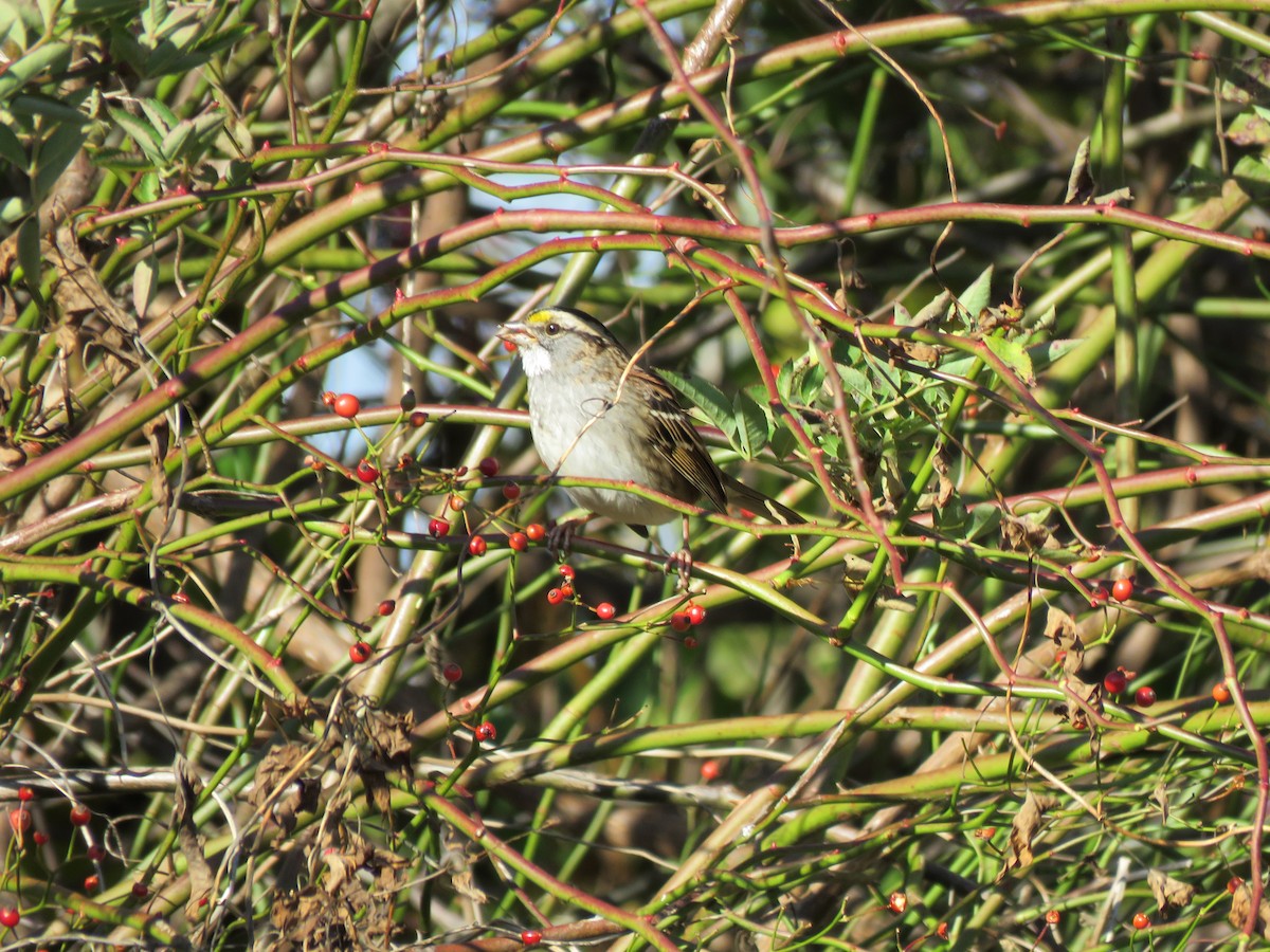 White-throated Sparrow - ML279400291