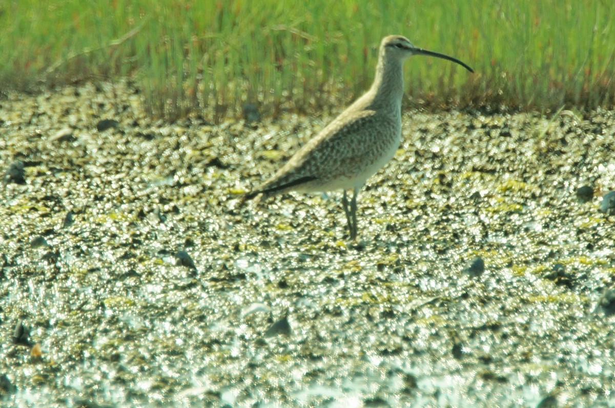 Whimbrel - Dennis Mersky