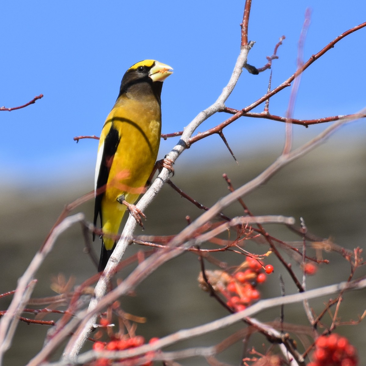 Evening Grosbeak - ML279402641