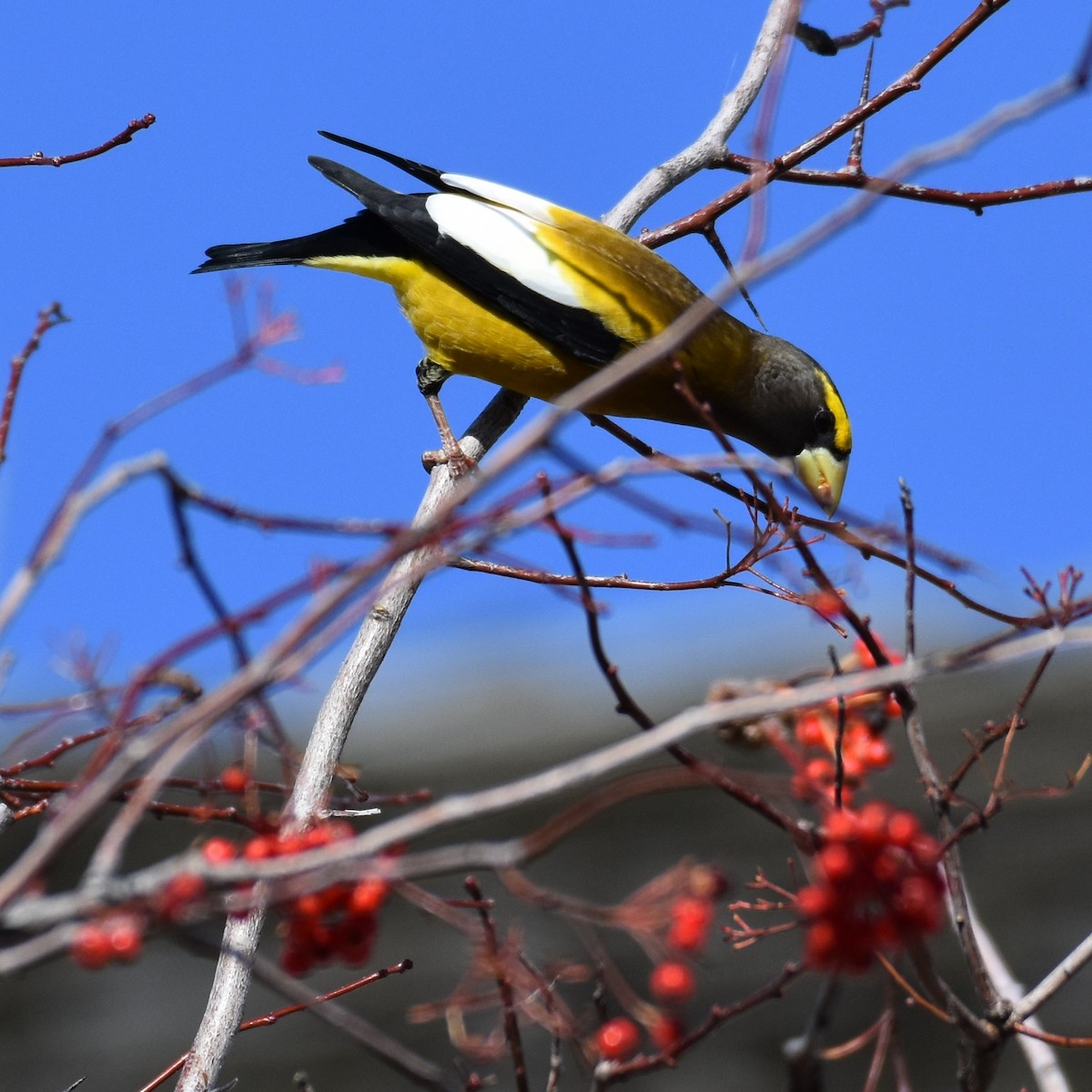 Evening Grosbeak - ML279402651