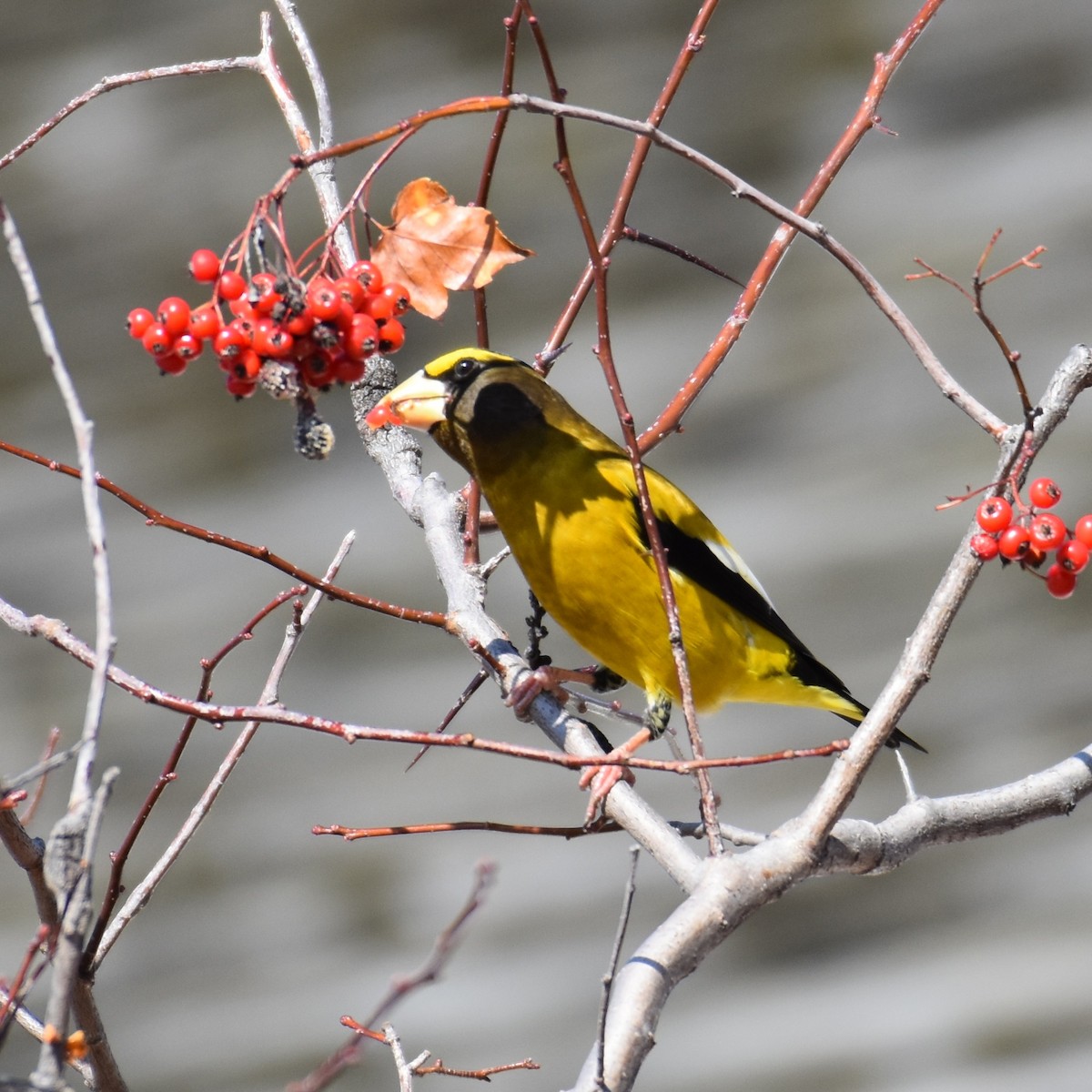 Evening Grosbeak - ML279402661