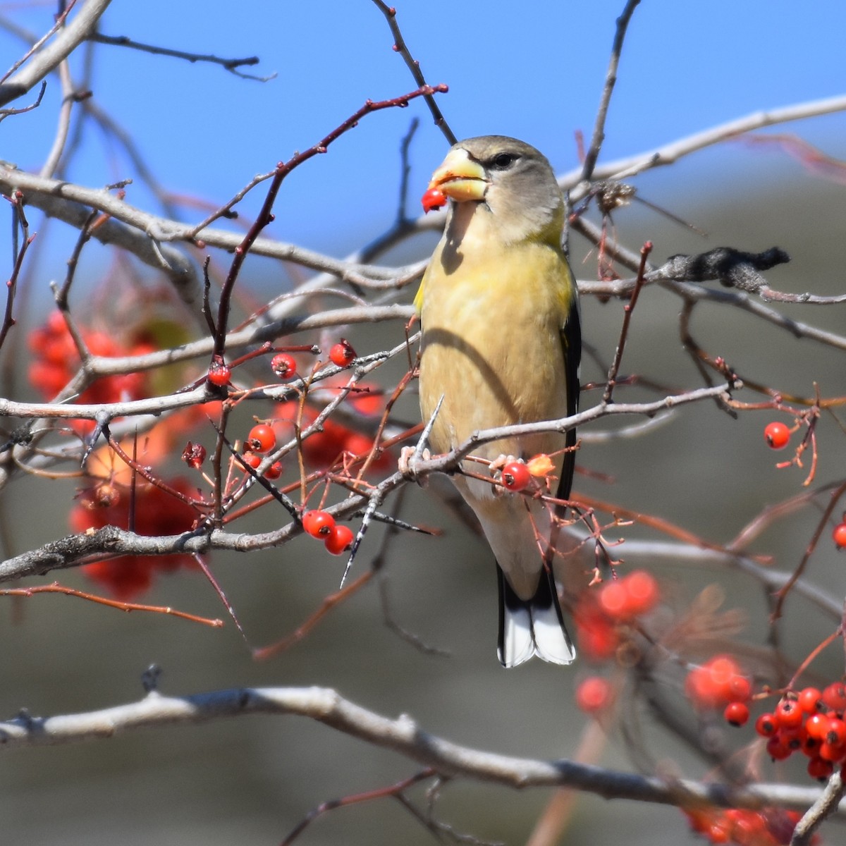Evening Grosbeak - ML279402671