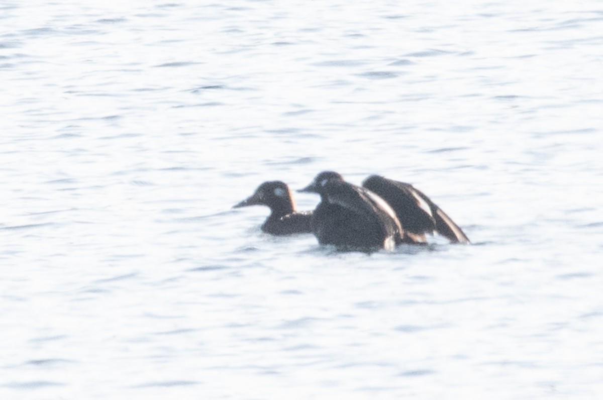 White-winged Scoter - Adam Jackson