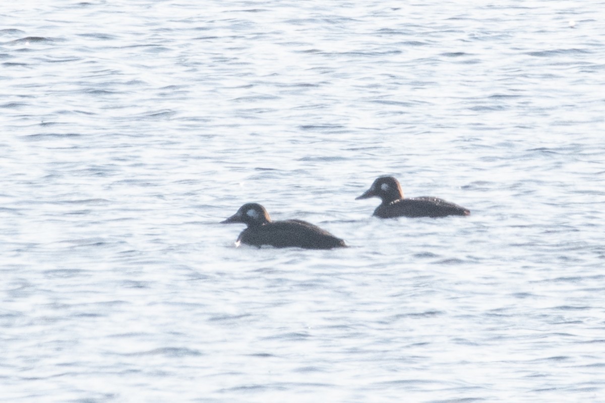 White-winged Scoter - Adam Jackson