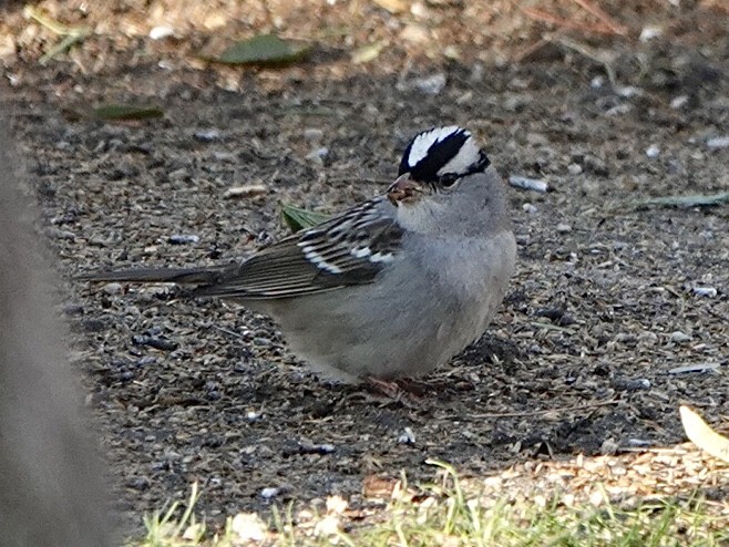 White-crowned Sparrow (Dark-lored) - ML279404731
