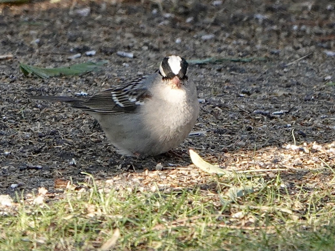 White-crowned Sparrow (Dark-lored) - ML279404741