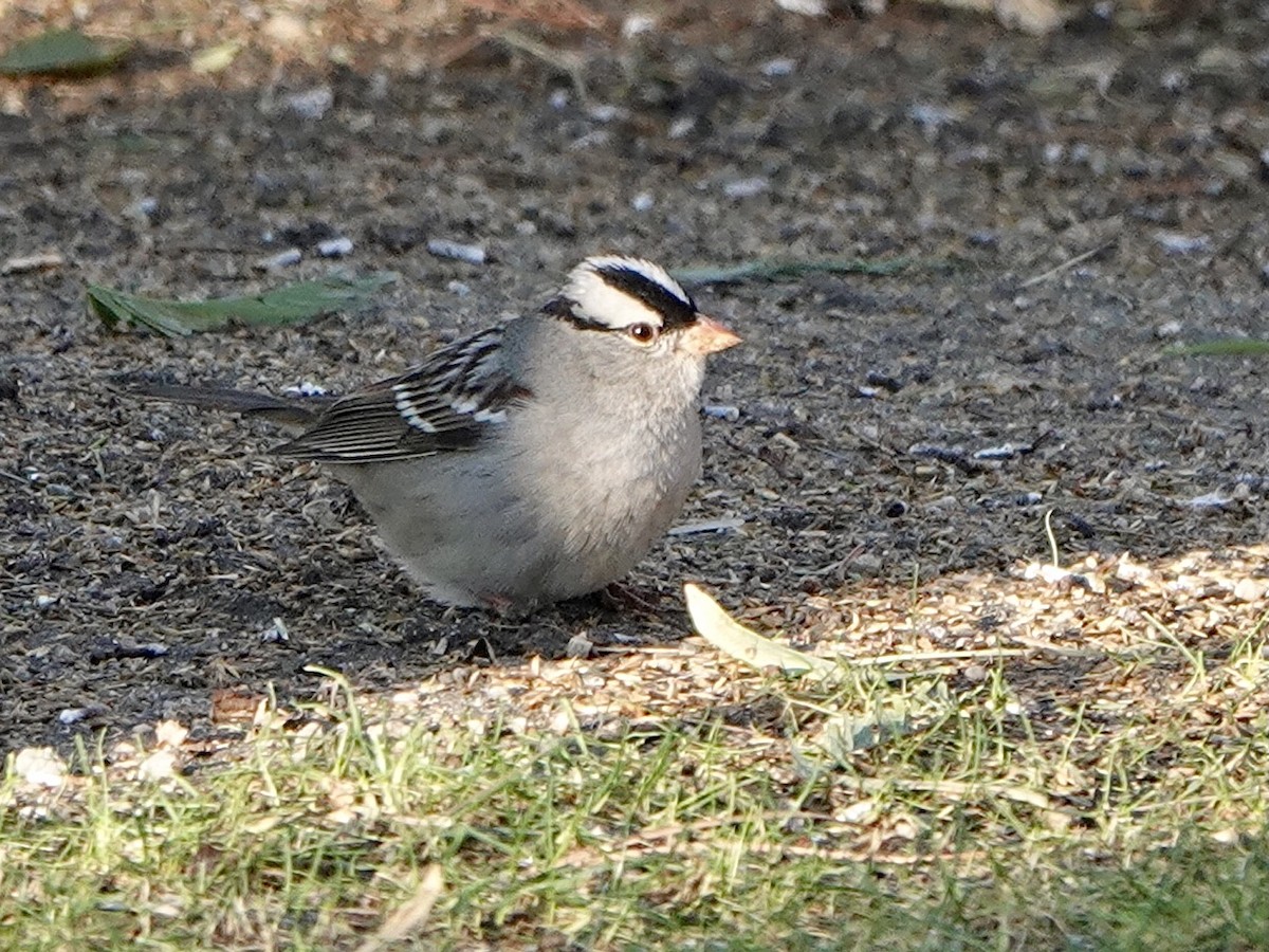 White-crowned Sparrow (Dark-lored) - ML279404751