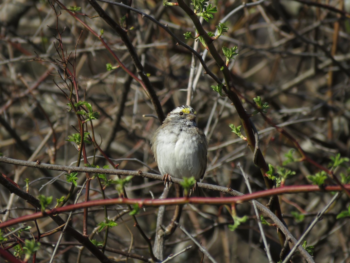 White-throated Sparrow - ML279405591
