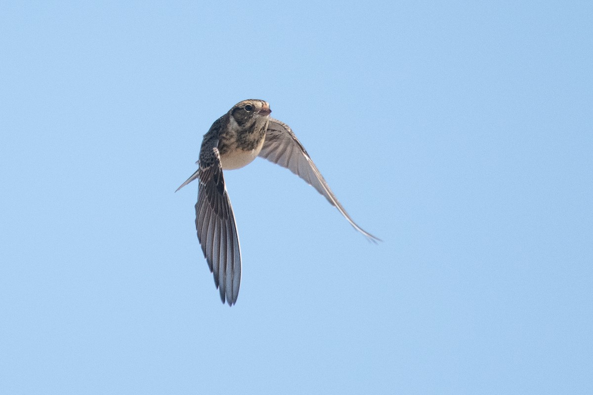 Lapland Longspur - ML279406101