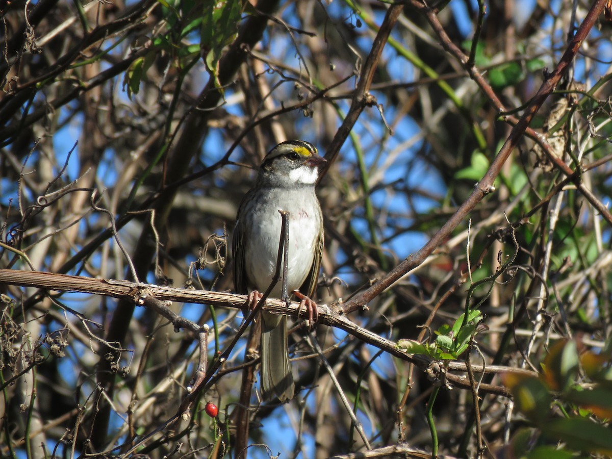 White-throated Sparrow - ML279406171