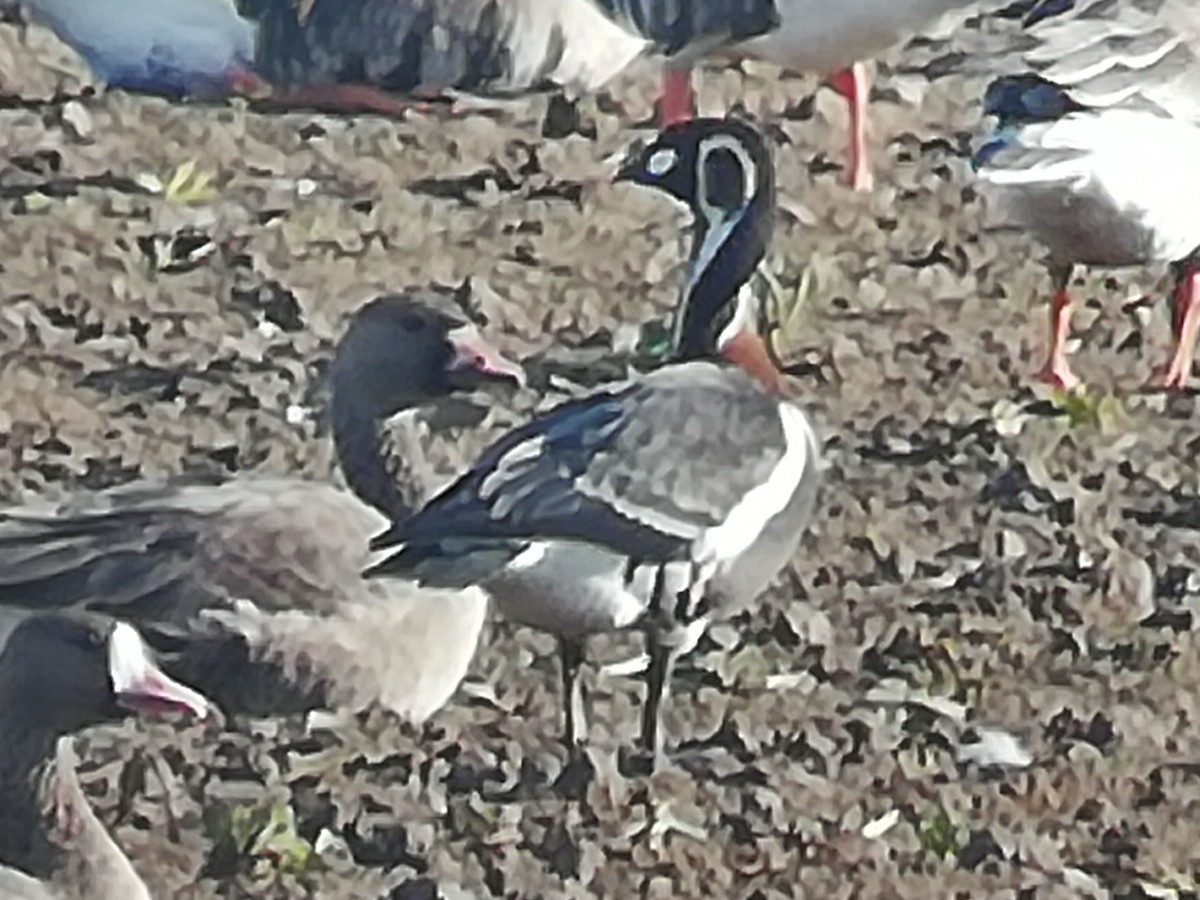 Red-breasted Goose - ML279406421