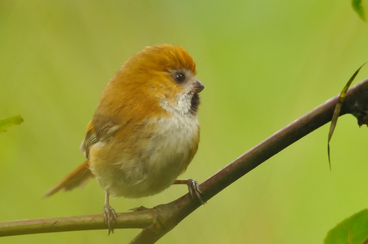 Golden Parrotbill - ML279407031