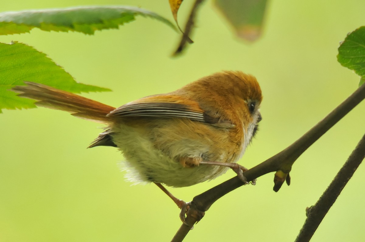 Golden Parrotbill - ML279407051