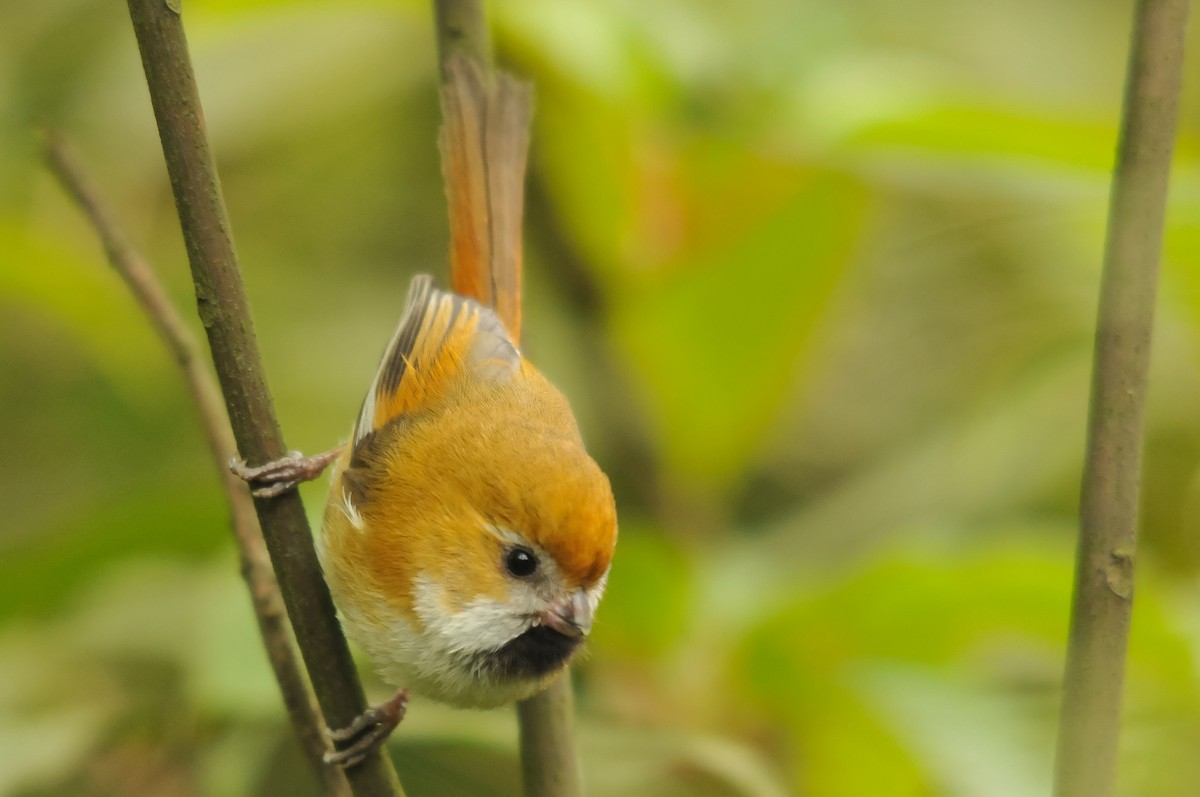 Golden Parrotbill - ML279407061