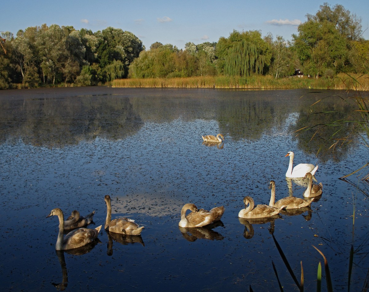 Хуруут хун - ML279407641