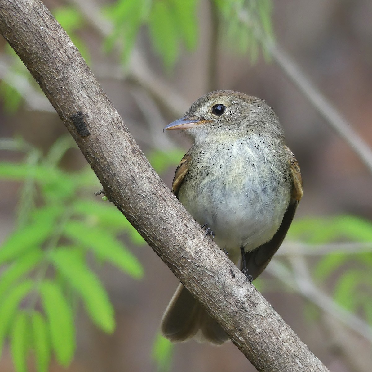 Euler's Flycatcher - ML279407711