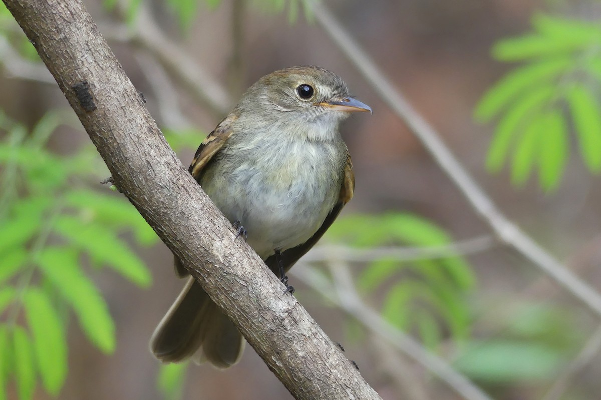 Euler's Flycatcher - ML279407721